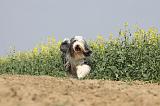 BEARDED COLLIE 153